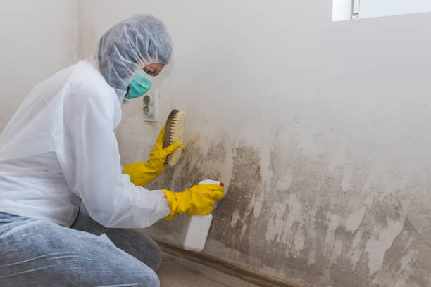 Mold Odor Removal Services in Jackpot, NV