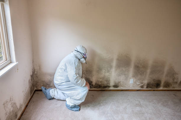 Mold Remediation for Rental Properties in Jackpot, NV